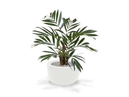 AnyConv.com 184406 chamadorea palm 65 martinique 33 shiny white 1 1