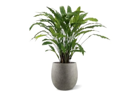 AnyConv.com 152208 Calathea Kunstplant in pot F206 764