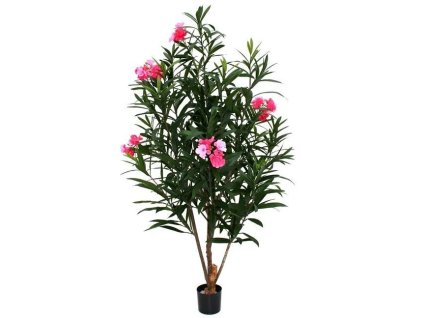 AnyConv.com oleander 150cm rose pp 5