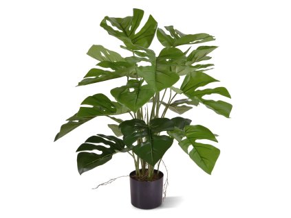 AnyConv.com Monstera 50 151105 1
