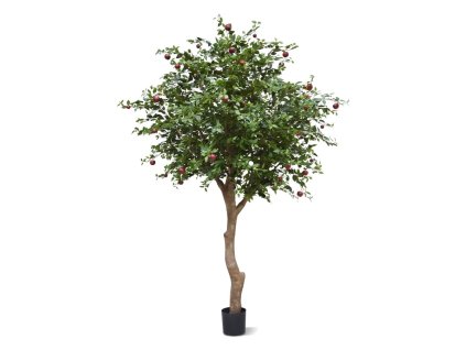 AnyConv.com appelboom giant 193127 1 4