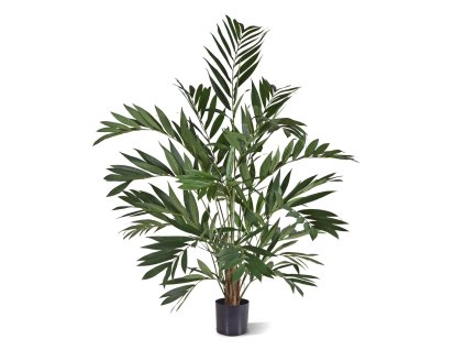 AnyConv.com Parlourpalm 120 184412 1 4