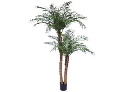 AnyConv.com 173022 Phoenix palm 220