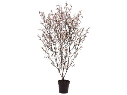 AnyConv.com 193915 Sakura bloesemboom 150 3
