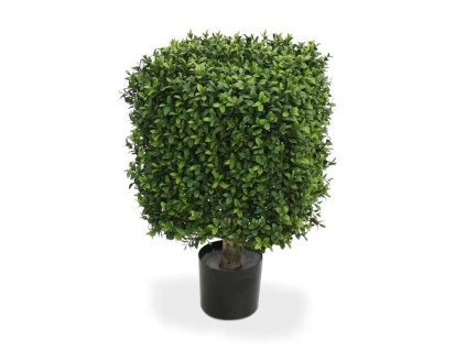 AnyConv.com 138703 buxus square 30 pp 1 1 4