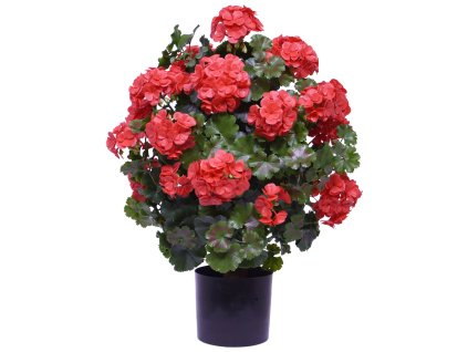 AnyConv.com 145005UVRD Geranium bol 50 rood 2