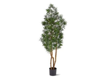 AnyConv.com 140015UV Podocarpus 150 UV 01 2