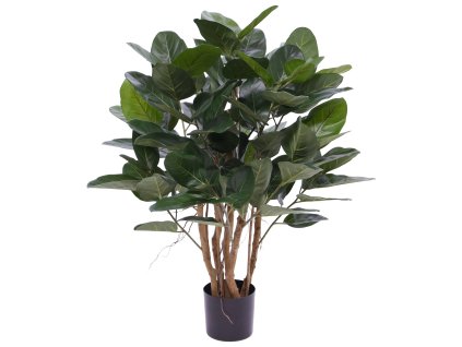 AnyConv.com 158010 Ficus Audrey 100