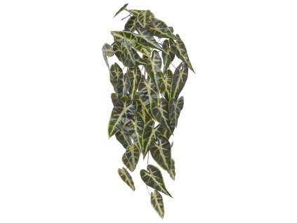 AnyConv.com 212906 Alocasia Frydek hanger 65 bont