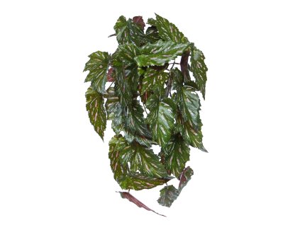 AnyConv.com 213004 Begonia hanger 40 3