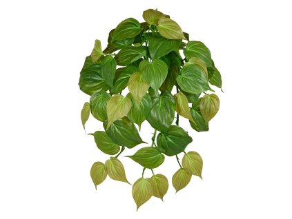 AnyConv.com Philodendron Micans RT 45 211304 1 4