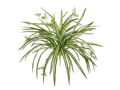 AnyConv.com 201304 Chlorophytum 50 groen geel 2 2