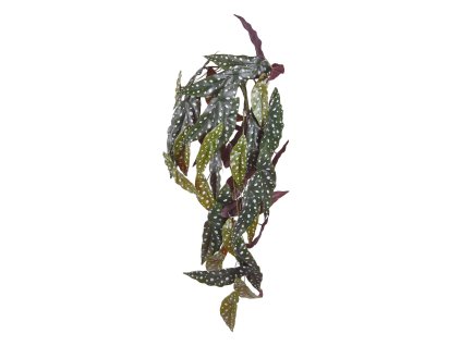 AnyConv.com Begonia Maculata hanger 80 210908 1 5