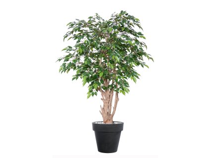 Ficus Nitida Malabar 150 cm Green V1098G03