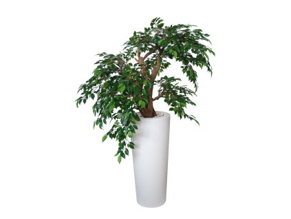 Ficus Nitida Pendula 110x110 cm Green 1098G01