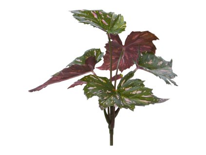 AnyConv.com 447702 Begonia Rex 20 groen rood 4