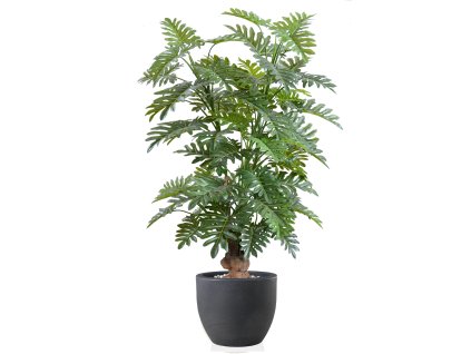 Philodendron Sellonum Tree 180 cm Green V5724002