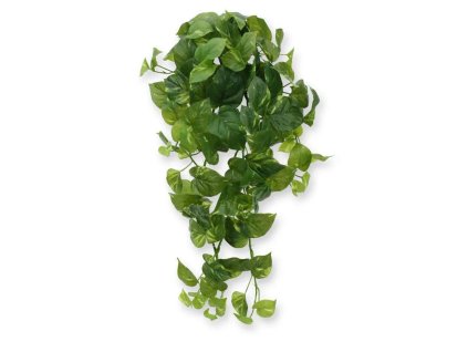 AnyConv.com 200308 scindapsus hanger rt 80 5