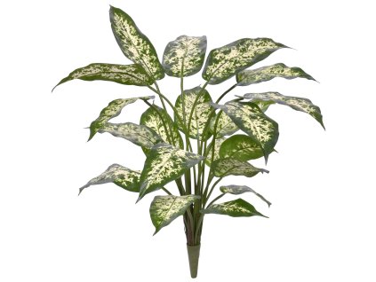 AnyConv.com 440505 Dieffenbachia 60