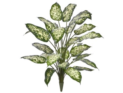 AnyConv.com 440507 Dieffenbachia 75