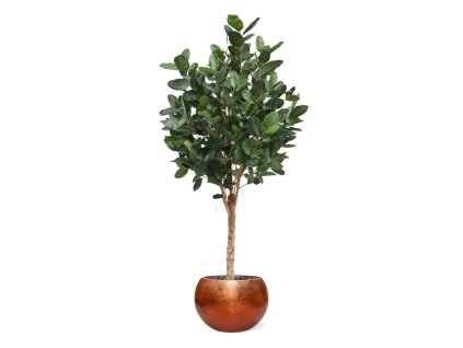 AnyConv.com ficus audrey kunstboom deluxe 250cm combination image 4