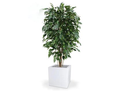 AnyConv.com 112315fr ficus exotica deluxe 150 panama 40 shiny white 2