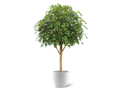 AnyConv.com ficus exotica giant 290 kunstboom fr 112329fr 2 3