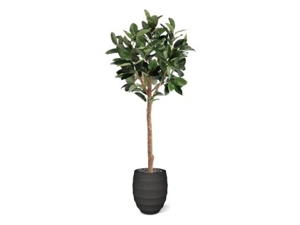 AnyConv.com ficus elastica robusta kunstboom deluxe 230cm combination image 3