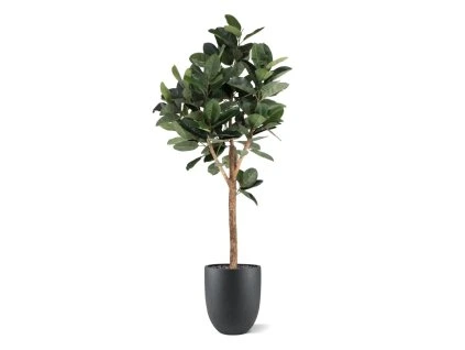 AnyConv.com ficus elastica robusta kunstboom deluxe 200cm combination image 3