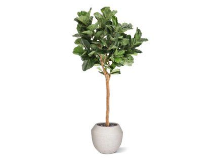lyrata deluxe y kunstboom 220cm in pot combination image 1