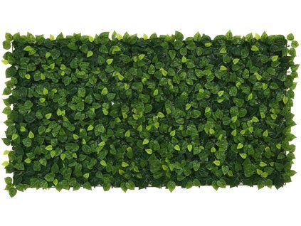 Aralia_main