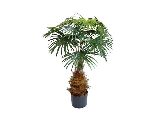 Umělá palma Vějířovitá mini (100cm)