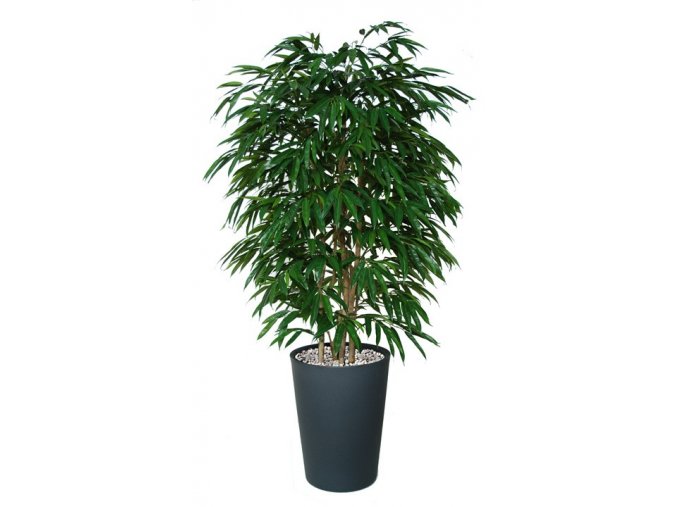 66447 longifolia boschetto 180 cm green 1058001
