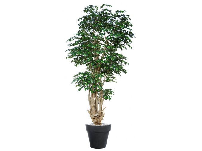 Ficus Exotica Malabar Lux 350 cm Green V1049053