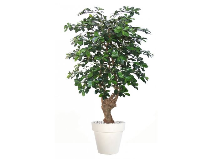 Umělý strom Buxifolia Malabar (výška 180cm)