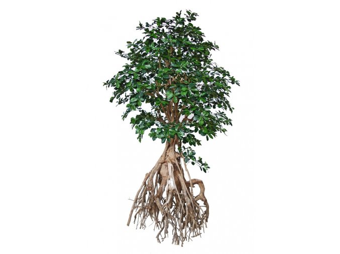 10846 umely strom buxifolia root giant 250cm