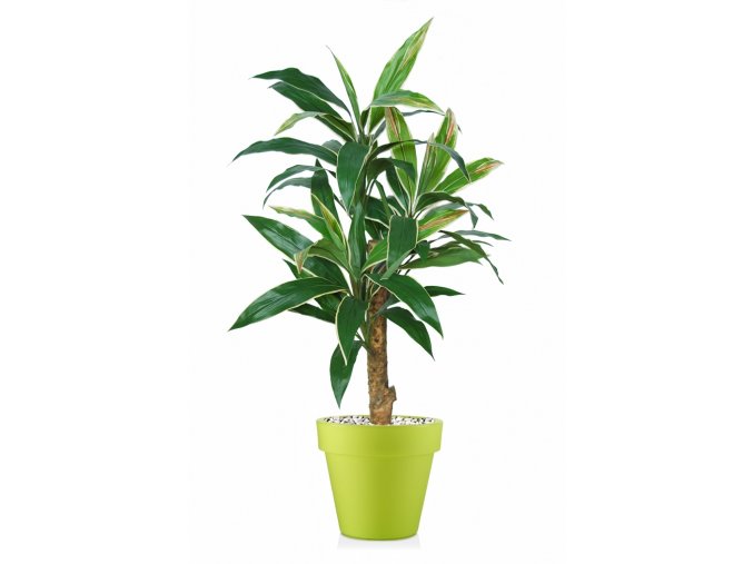 Cordyline Exotica 120 cm Variegated V5416004