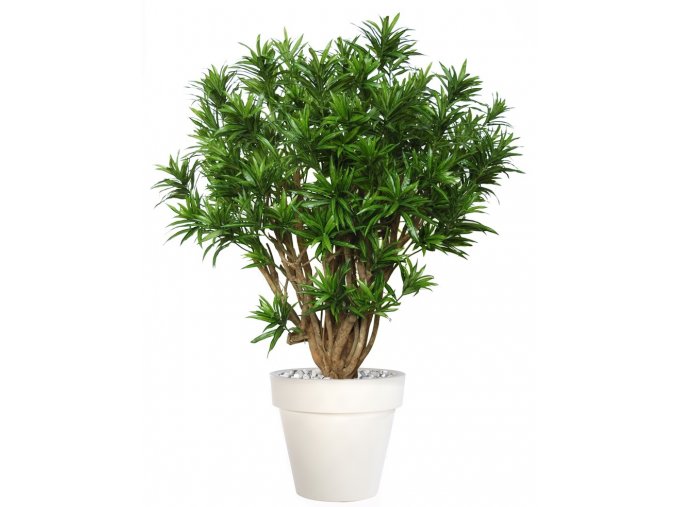 Umělý strom Dracaena Reflexa Robusta (170cm) (Barva listů vícebarevná (Vario))