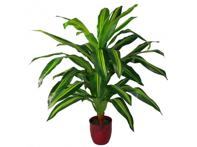 Dracaena 85cm