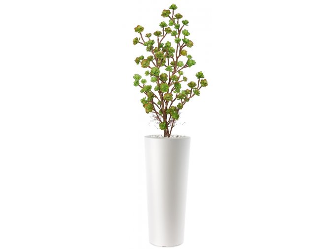 Echeveria Plant Lux 180 cm Multicolor V5421M01