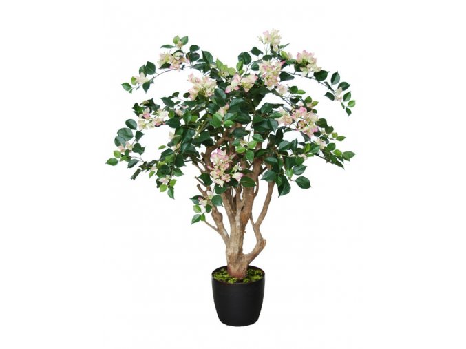 Bouganvillea robustina lt pink 1066p01