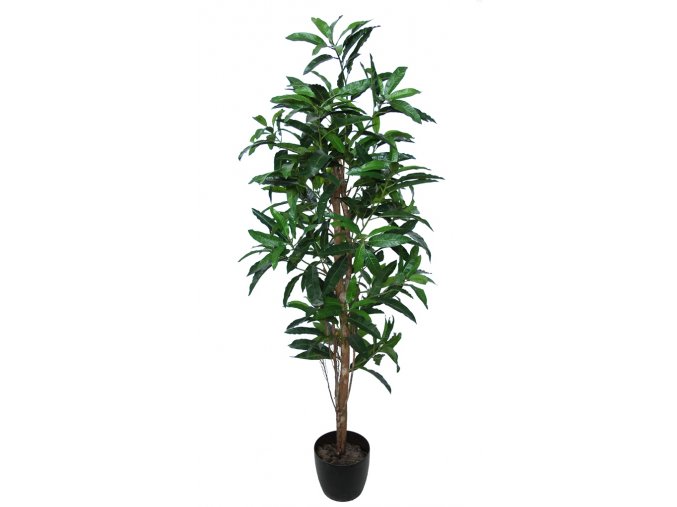 Mango Tree 170 cm Green V1069013
