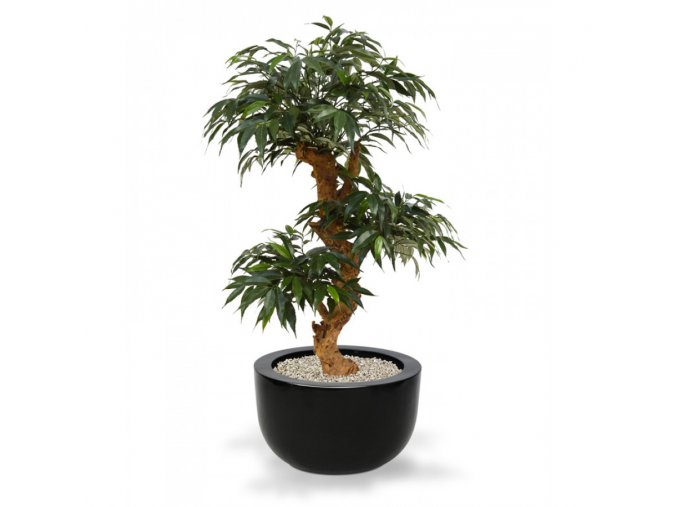 Umělá bonsai Shirakashi (80cm)