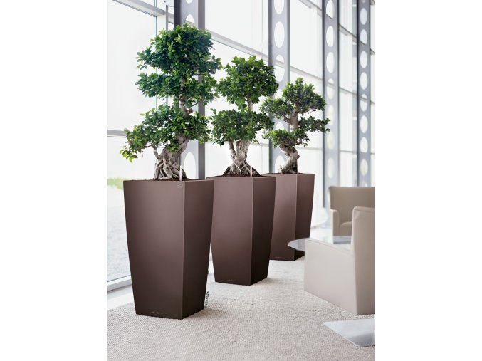 A SQ50 3 esp Ficus microcarpa