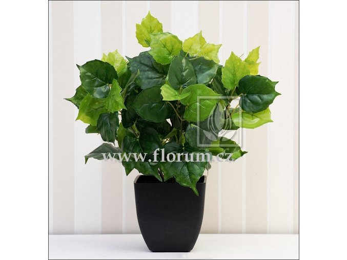 Cissus 35cm