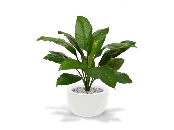 192709 spathiphyllum king boeket groen 80 martinique 33 shiny white 1