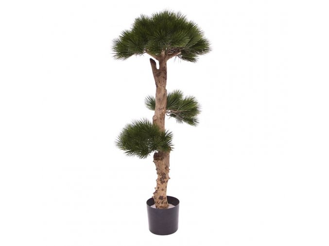 151811 pinus bonsai 1