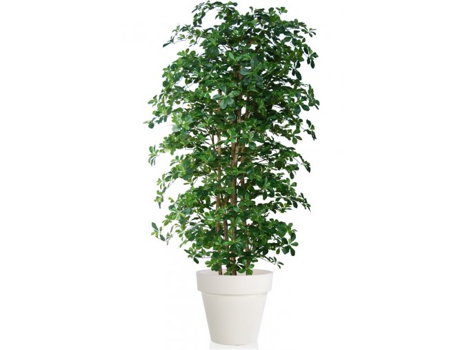 Buxifolia Boschetto 220 cm Green V1056002
