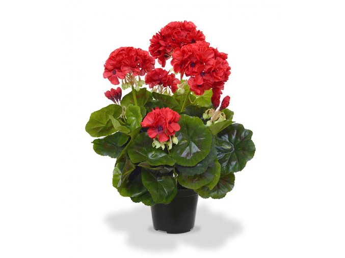 407404rdpp10 geranium 40 rood m