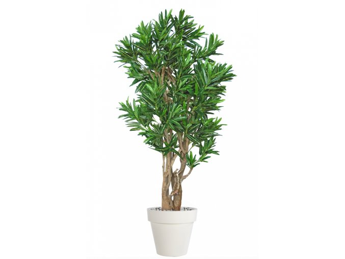 Croton California Malabar 180 cm Grn Yell V1078003